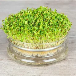 De Bolster Kiemgroenten*Alfalfa - Kiemgroente - 50g - BIO