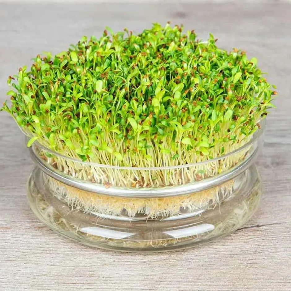 De Bolster Kiemgroenten*Alfalfa - Kiemgroente - 50g - BIO