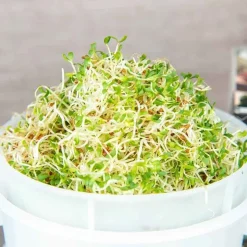 De Bolster Kiemgroenten*Alfalfa - Kiemgroente - 50g - BIO