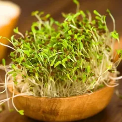 De Bolster Kiemgroenten*Alfalfa - Kiemgroente - 50g - BIO
