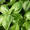 De Bolster Kruiden*Basilicum ‘Genovese’ - 1g - BIO