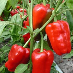 De Bolster Vruchtgewassen | Groenten*Blokpaprika ‘Jubilandska’ - 0,3g - BIO