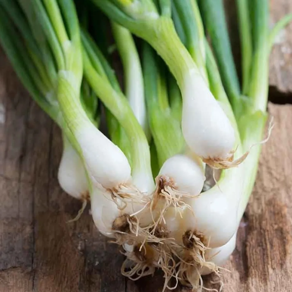 De Bolster Blad- En Stengelgewassen | Groenten*Bosui ‘White Lisbon’ - 2g - BIO
