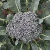 De Bolster Koolgewassen | Groenten*Broccoli ‘Groene Calabrese’ - 1g - BIO