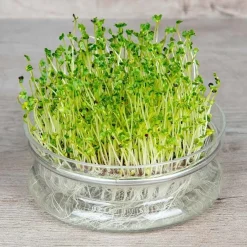 De Bolster Kiemgroenten*Broccolikers - Kiemgroente - 25g - BIO
