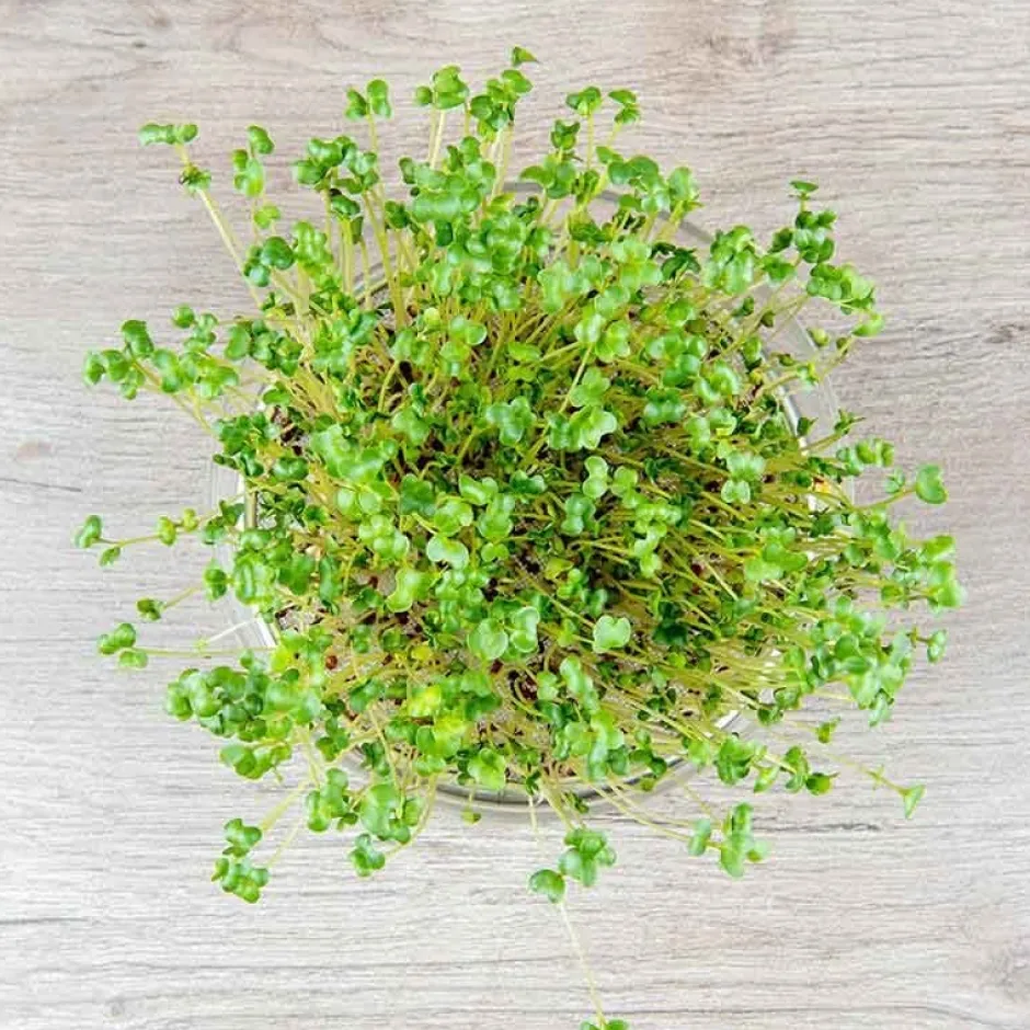De Bolster Kiemgroenten*Broccolikers - Kiemgroente - 25g - BIO
