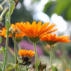 Werfzeep Reiniging | Hand- / Lichaamszeep*Calendulazeep Biologische Zeep - 100gr