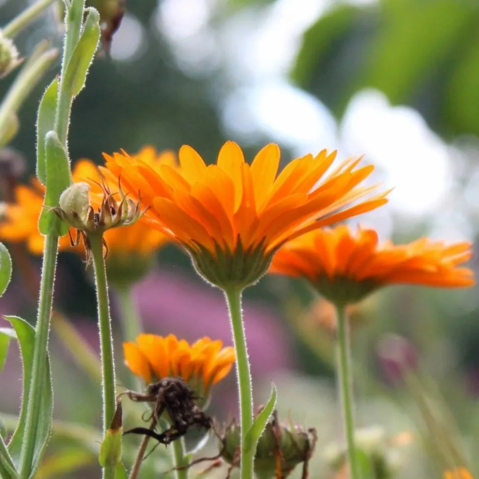 Werfzeep Reiniging | Hand- / Lichaamszeep*Calendulazeep Biologische Zeep - 100gr