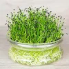 De Bolster Kiemgroenten*Chinese Bieslook - Kiemgroente - 20g - BIO