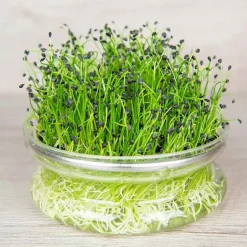 De Bolster Kiemgroenten*Chinese Bieslook - Kiemgroente - 20g - BIO