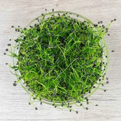 De Bolster Kiemgroenten*Chinese Bieslook - Kiemgroente - 20g - BIO