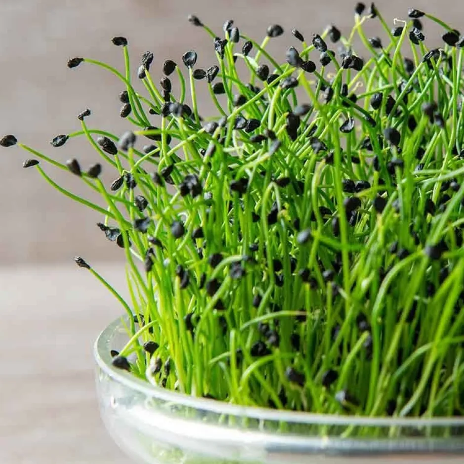 De Bolster Kiemgroenten*Chinese Bieslook - Kiemgroente - 20g - BIO