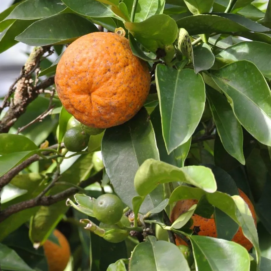 Werfzeep Reiniging | Hand- / Lichaamszeep*Citruszeep Biologische Zeep - 100gr