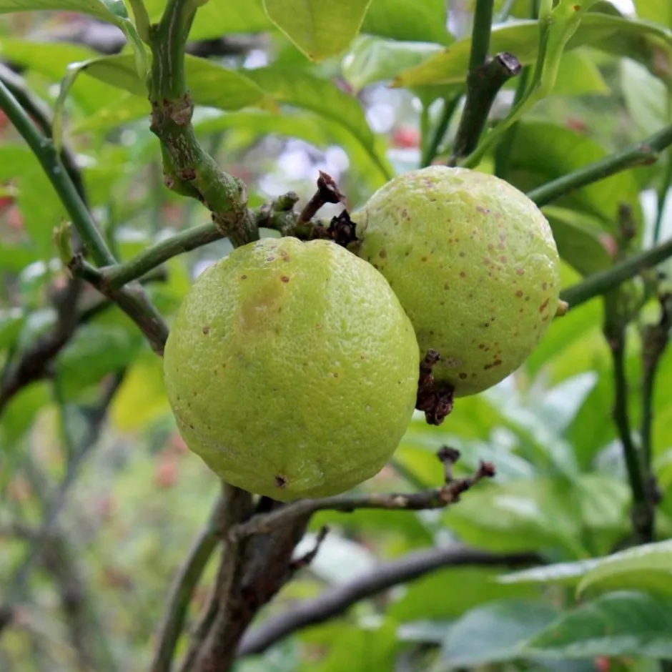 Werfzeep Reiniging | Hand- / Lichaamszeep*Citruszeep Biologische Zeep - 100gr