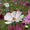 De Bolster Bloemen*Cosmea - Gemengd - 2g - BIO
