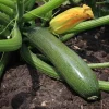 De Bolster Vruchtgewassen | Groenten*Courgette ‘Zucchini’ - 3g - BIO