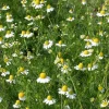 De Bolster Bloemen*Echte Kamille - 0,3g - BIO