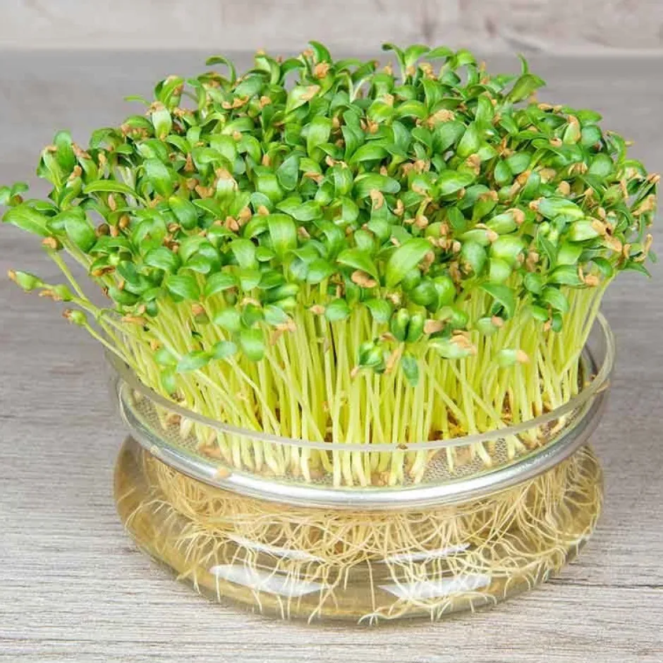 De Bolster Kiemgroenten*Fenegriek - Kiemgroente - 25g - BIO