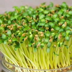 De Bolster Kiemgroenten*Fenegriek - Kiemgroente - 25g - BIO