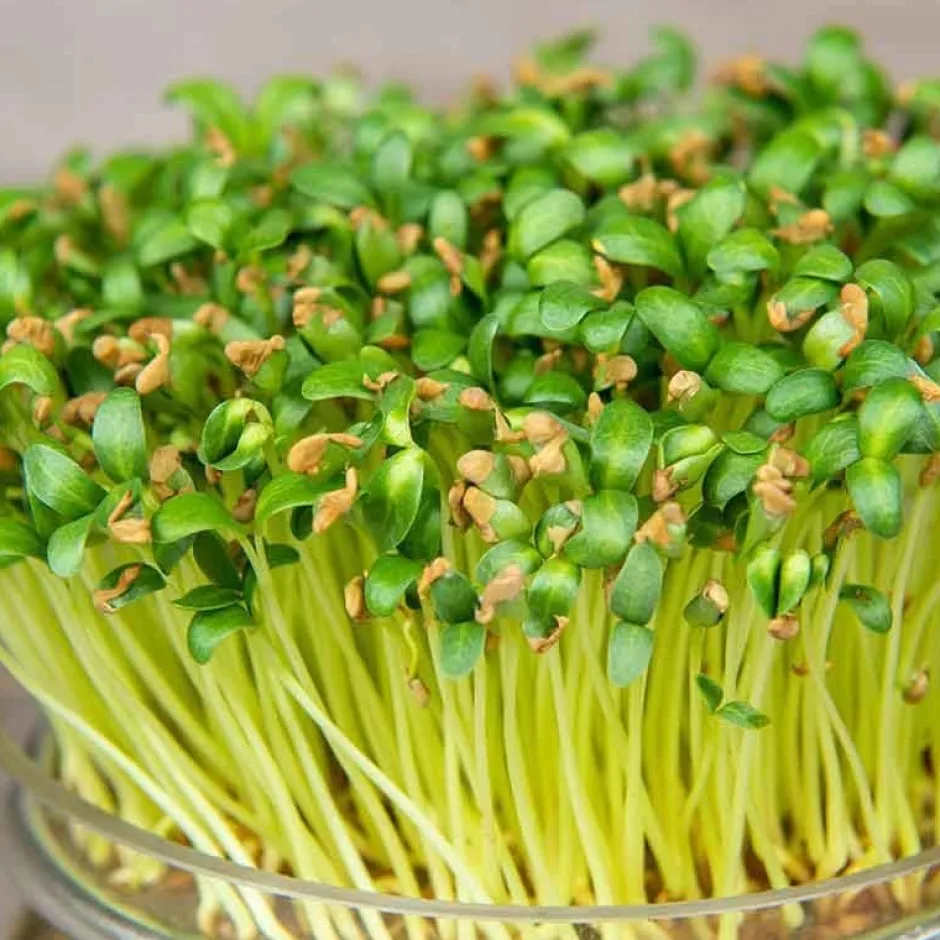 De Bolster Kiemgroenten*Fenegriek - Kiemgroente - 25g - BIO