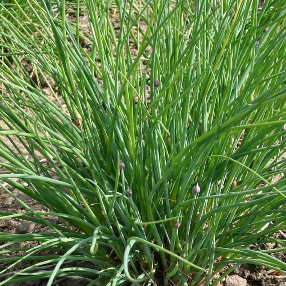 De Bolster Kruiden*Fijne Bieslook - 1g - BIO