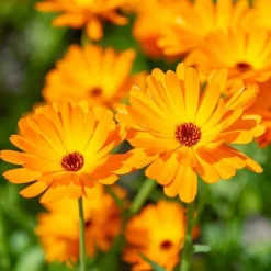 De Bolster Bloemen*Goudsbloem - 2g - BIO