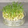 De Bolster Kiemgroenten*Groene Erwt - Kiemgroente - 50g - BIO