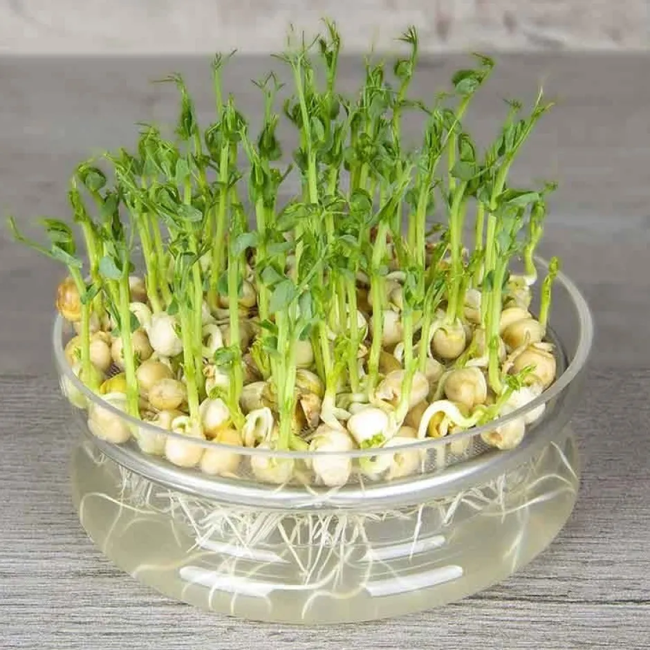 De Bolster Kiemgroenten*Groene Erwt - Kiemgroente - 50g - BIO