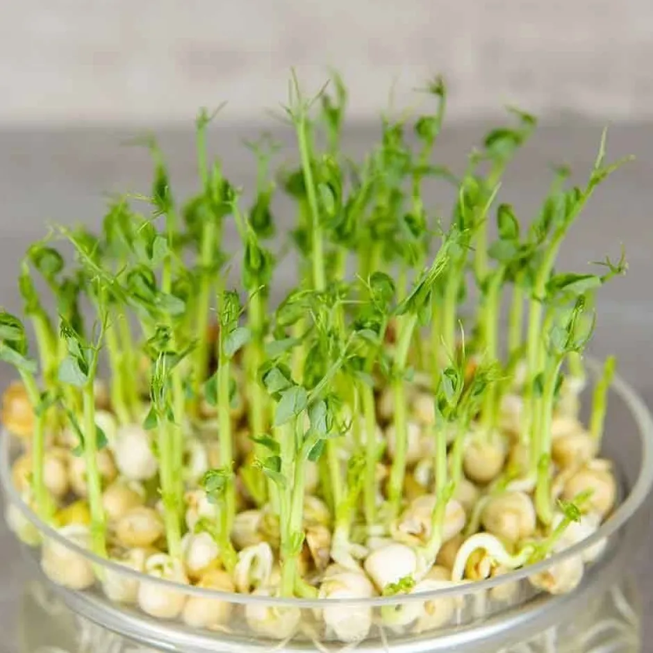 De Bolster Kiemgroenten*Groene Erwt - Kiemgroente - 50g - BIO