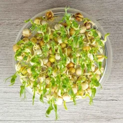 De Bolster Kiemgroenten*Groene Erwt - Kiemgroente - 50g - BIO