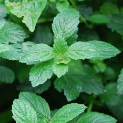 Werfzeep Reiniging | Hand- / Lichaamszeep*Groene kleizeep Biologische Zeep - 100gr