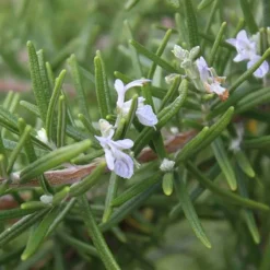 Werfzeep Reiniging | Hand- / Lichaamszeep*Honingzeep Biologische Zeep - 100gr