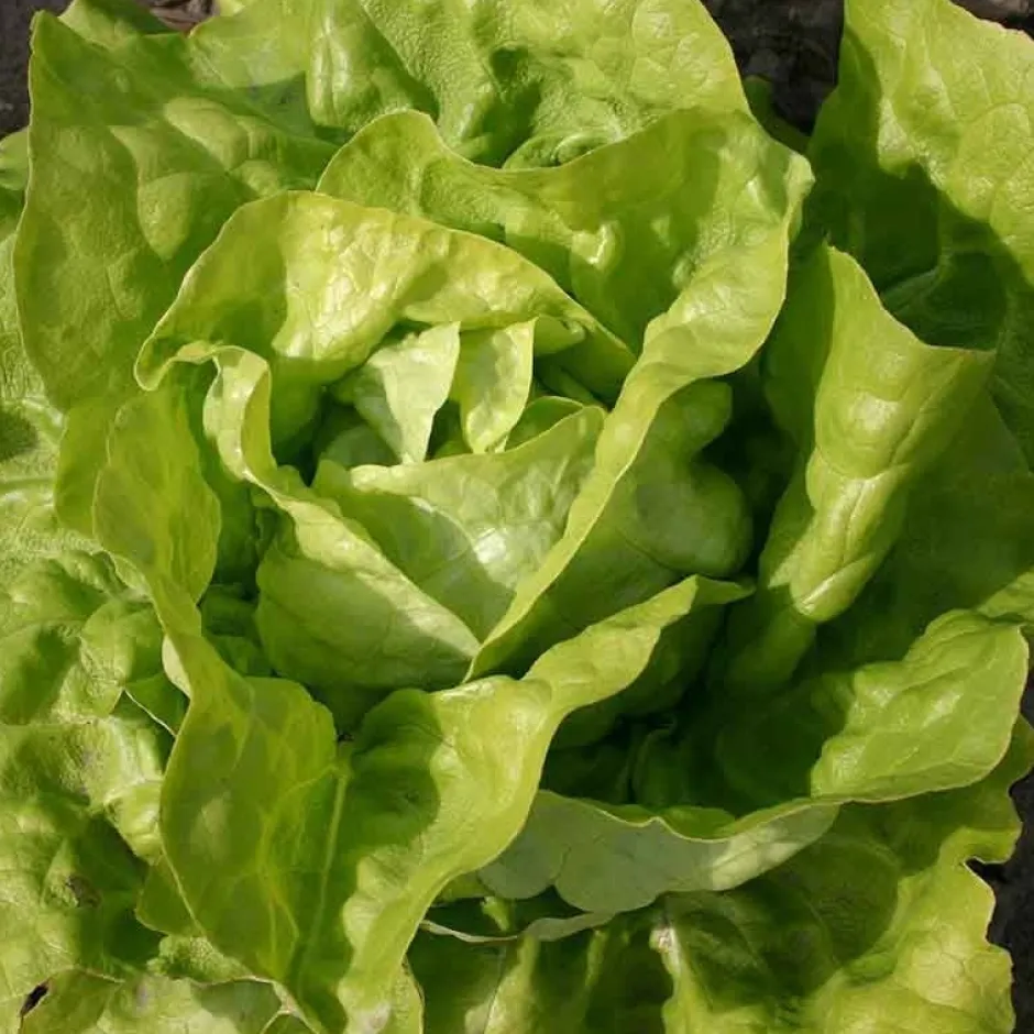 De Bolster Blad- En Stengelgewassen | Groenten*Kropsla ‘Twellose Gele’ - 1g - BIO