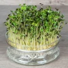 De Bolster Kiemgroenten*Mosterdkers - Kiemgroente - 50g - BIO