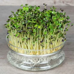 De Bolster Kiemgroenten*Mosterdkers - Kiemgroente - 50g - BIO