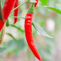 De Bolster Vruchtgewassen | Groenten*Peper 'Westlandse Lange Rode' - 0,3g - BIO
