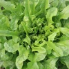 De Bolster Blad- En Stengelgewassen | Groenten*Pluksla ‘Catalogna’ - 1g - BIO