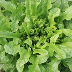 De Bolster Blad- En Stengelgewassen | Groenten*Pluksla ‘Catalogna’ - 1g - BIO