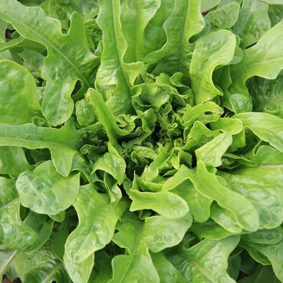 De Bolster Blad- En Stengelgewassen | Groenten*Pluksla ‘Catalogna’ - 1g - BIO