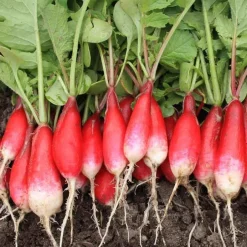 De Bolster Groenten | Wortel- En Knolgewassen*Radijs ‘French Breakfast 2’ - 10g - BIO