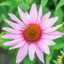 De Bolster Bloemen*Rode Zonnehoed - 1g - BIO