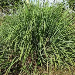 Werfzeep Schoonmaakproducten | Schoonmaakzeep / Wasmiddel*Schoonmaakzeep / Wasmiddel 100 gr
