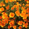 De Bolster Bloemen*Slaapmutsje - Oranje - 1g - BIO