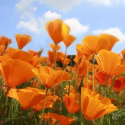 De Bolster Bloemen*Slaapmutsje - Oranje - 1g - BIO