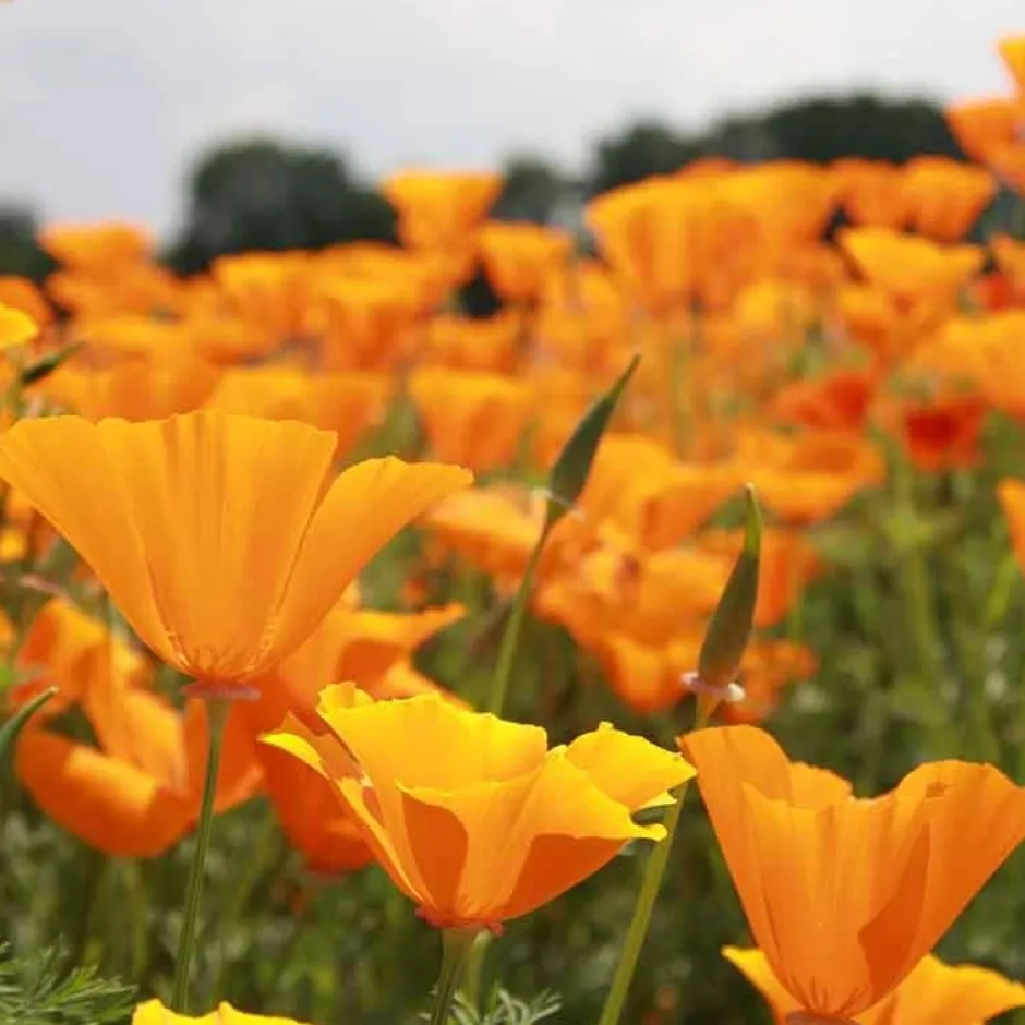 De Bolster Bloemen*Slaapmutsje - Oranje - 1g - BIO