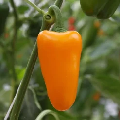 De Bolster Vruchtgewassen | Groenten*Snackpaprika 'Radja' - 10 zaden - BIO