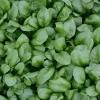 De Bolster Blad- En Stengelgewassen | Groenten*Spinazie ‘Vroeg Reuzenblad’ - 75g - BIO