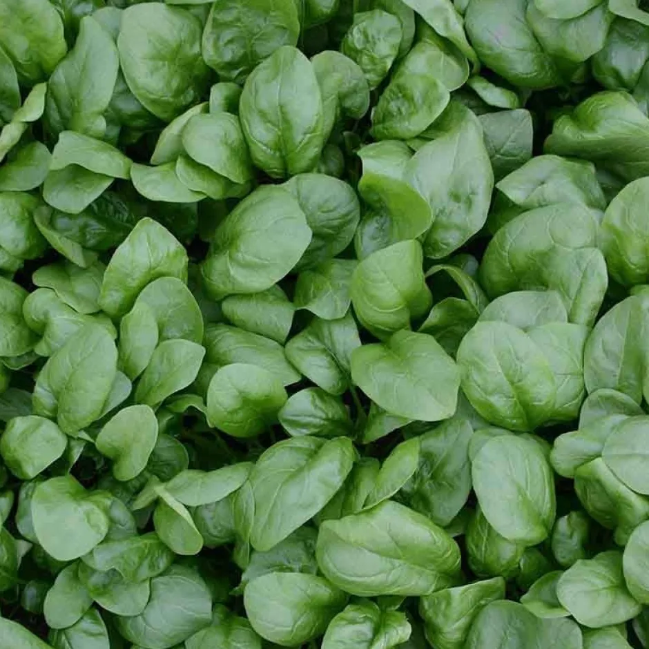 De Bolster Blad- En Stengelgewassen | Groenten*Spinazie ‘Vroeg Reuzenblad’ - 75g - BIO