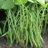 De Bolster Groenten | Peulvruchten*Stamslaboon ‘Faraday’ - 50g - BIO