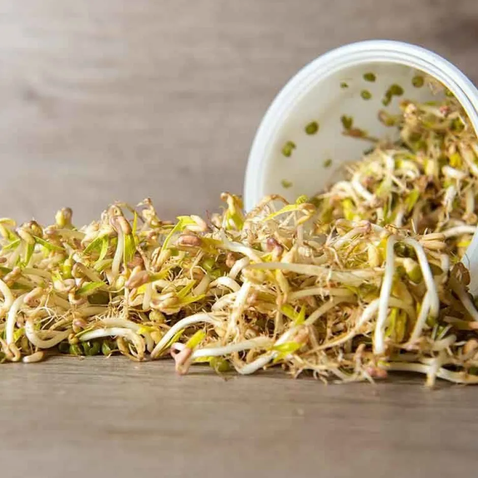 De Bolster Kiemgroenten*Taugé - Kiemgroente - 25g - BIO